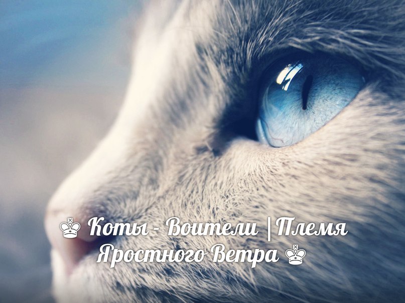 коты-воители - гимн всех котов и кошек, у которых погибла их пара
